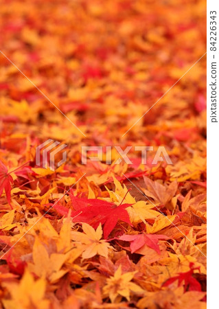 中野紅葉山的紅葉地毯 84226343