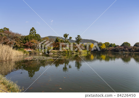 大覺寺(京都)大澤池地區秋季景觀 大覺寺(京都)大澤池地區秋季景觀 84226450