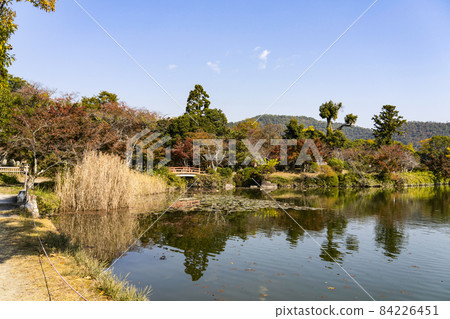 大覺寺(京都)大澤池地區秋季景觀 大覺寺(京都)大澤池地區秋季景觀 84226451