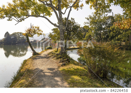 大覺寺(京都)大澤池地區秋季景觀 大覺寺(京都)大澤池地區秋季景觀 84226458
