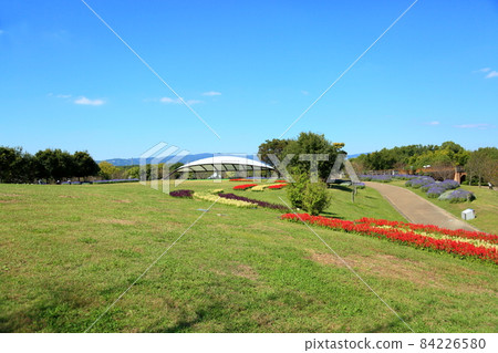 丹參花床 84226580