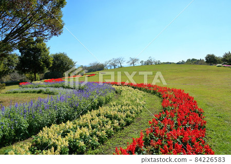 Salvia flower garden 84226583