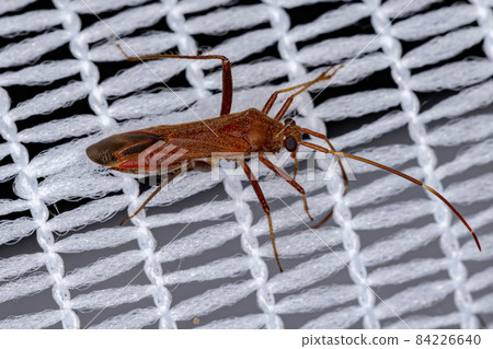 Adult Plant Bug 84226640