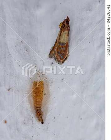 Adult Indian Meal Moth 84226641