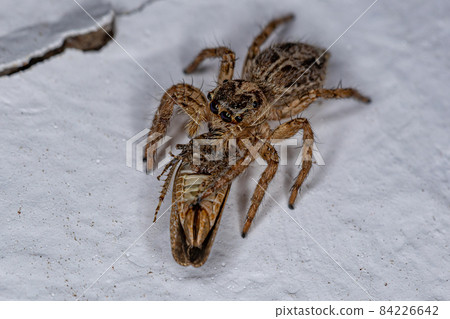 Adult Female Pantropical Jumping Spider 84226642