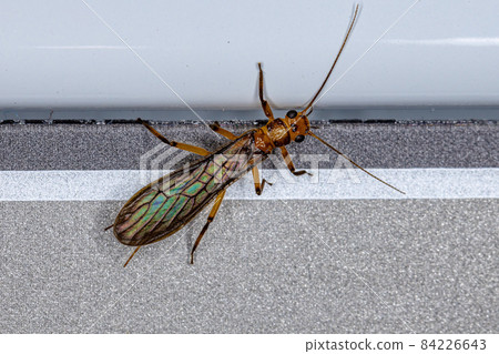 Adult Common Stonefly insect Adult Common Stonefly insect 84226643