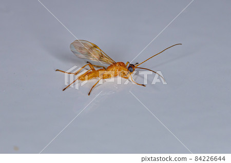 Adult Ichneumonid Wasp Adult Ichneumonid Wasp 84226644