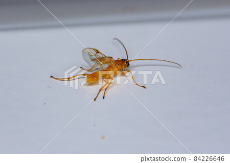 Adult Ichneumonid Wasp Adult Ichneumonid Wasp 84226646
