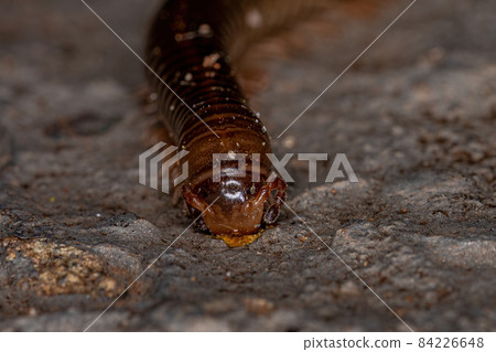 Adult Common Brown Millipede Adult Common Brown Millipede 84226648