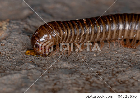 Adult Common Brown Millipede Adult Common Brown Millipede 84226650
