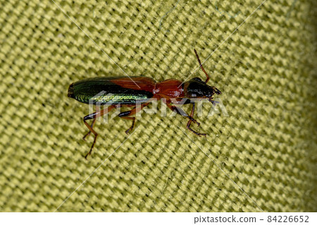 Adult Ground Beetle Adult Ground Beetle 84226652