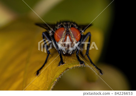 Adult Flesh Fly Adult Flesh Fly 84226653