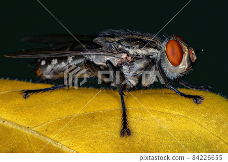 Adult Flesh Fly Adult Flesh Fly 84226655