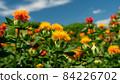 Safflower cultivation Safflower cultivation 84226702