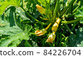 Cultivation of yellow zucchini Cultivation of yellow zucchini 84226704