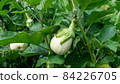 White eggplant cultivation White eggplant cultivation 84226705