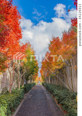 Scenery of autumn leaves 84226913