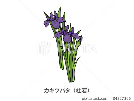 [Prefectural flower] Japanese iris (Moriwaka) Aichi prefecture 84227396