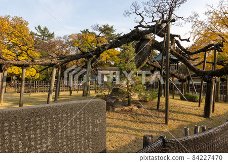 大金院轄區臥龍松 大金院轄區臥龍松 84227470