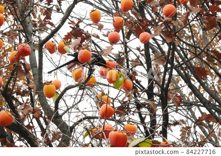 persimmon and magpie persimmon and magpie 84227716