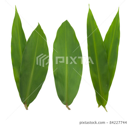 Turmeric isolated on white background 84227744