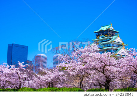 大阪城和西之丸庭園的櫻花 84228045