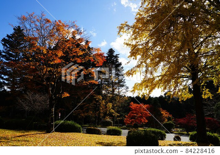 靜岡縣真都郡小山町富士公墓周圍的秋葉風景 84228416