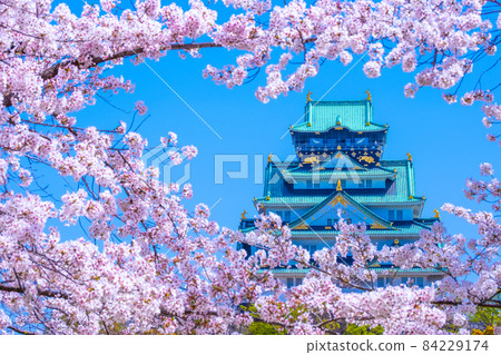 大阪城和西之丸庭園的櫻花 大阪城和西之丸庭園的櫻花 84229174