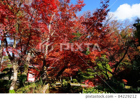 Scenery of autumn leaves at Hokyoji Temple in Oyama-cho, Sunto-gun, Shizuoka Prefecture Scenery of autumn leaves at Hokyoji Temple in Oyama-cho, Sunto-gun, Shizuoka Prefecture 84229212