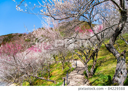 Takao Umego, Hachioji, Tokyo (Kinsawa Plum Grove) 84229388