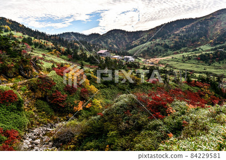 白山南柳葉場的秋天 白山南柳葉場的秋天 84229581