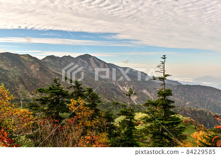 白山南柳葉場的秋天 白山南柳葉場的秋天 84229585