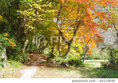 廣島三段峽秋葉風光 廣島三段峽秋葉風光 84229690