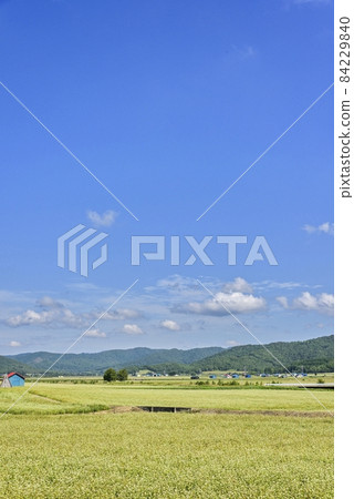 北海道堀內町的蕎麥麵 84229840