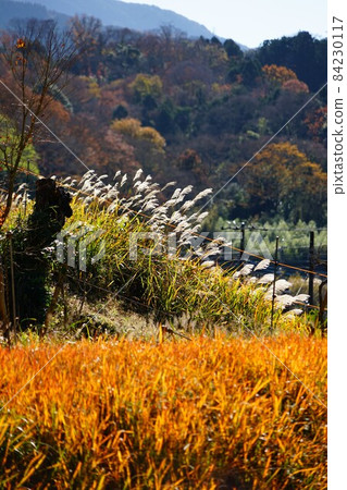 靜岡縣真都郡小山町法京寺周圍的秋葉和蒲葦風景 靜岡縣真都郡小山町法京寺周圍的秋葉和蒲葦風景 84230117