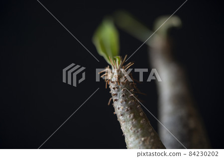 厚皮草 84230202