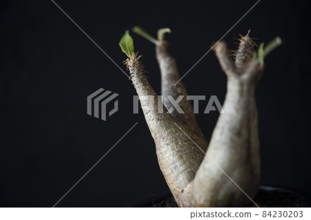 厚皮草 84230203