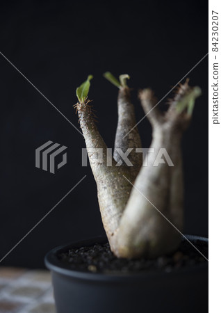 厚皮草 84230207