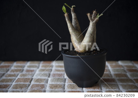 厚皮草 84230209