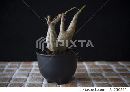 厚皮草 84230211
