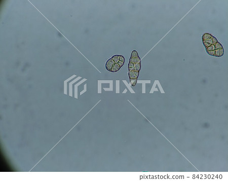黴菌孢子的特寫照片 黴菌孢子的特寫照片 84230240