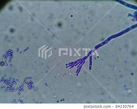 青霉的骨架顯微照片 84230764