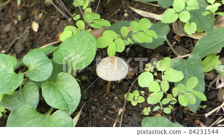mushroom mushroom 84231544