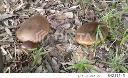 mushroom mushroom 84231545