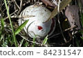 鵝Hemibapha 84231547