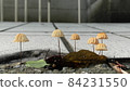 蘑菇 84231550