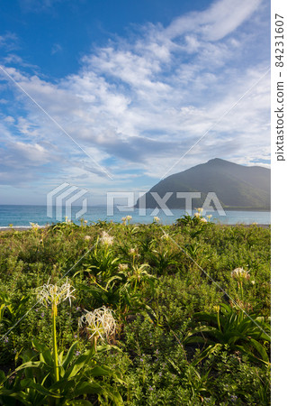 Hamayu and the sea on the Motosaru coast of Kamae, Saiki city 84231607