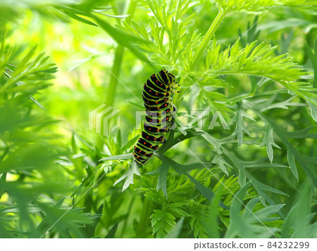 Papilio machaon larvae that feed on carrot leaves Papilio machaon larvae that feed on carrot leaves 84232299