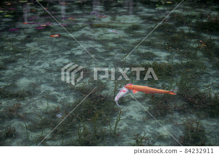 Itatori, Seki City, Gifu Prefecture Monet's Pond in the early morning Nameless Pond 84232911