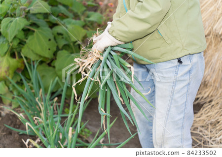 Senior female harvesting green onions Senior female harvesting green onions 84233502